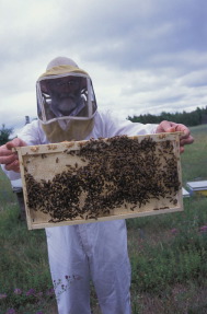 beekeeper